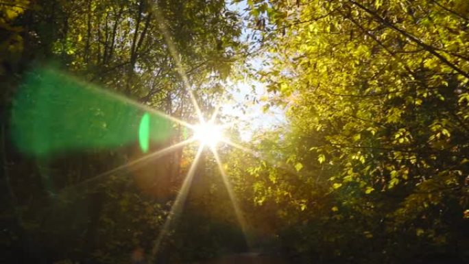太阳的光线穿过树木，产生美丽的眩光。