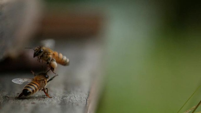 欧洲蜜蜂，蜜蜂，飞行中的蜜蜂，带着装满花粉的球返回蜂巢，慢动作