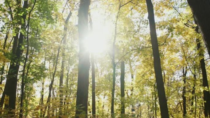 秋天的森林和灿烂的阳光
