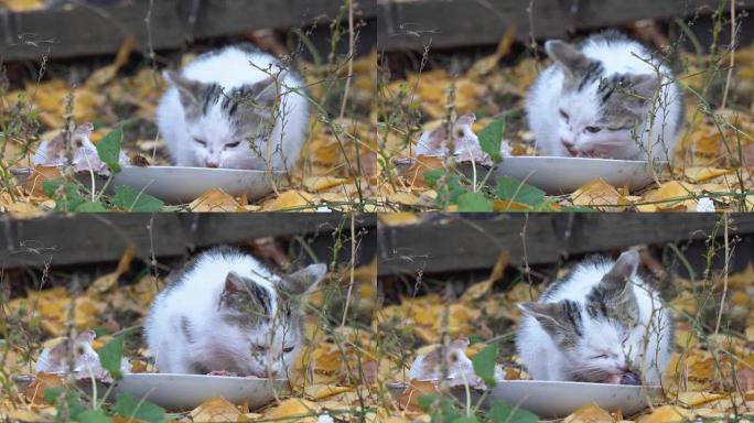 白灰猫吃它的食物