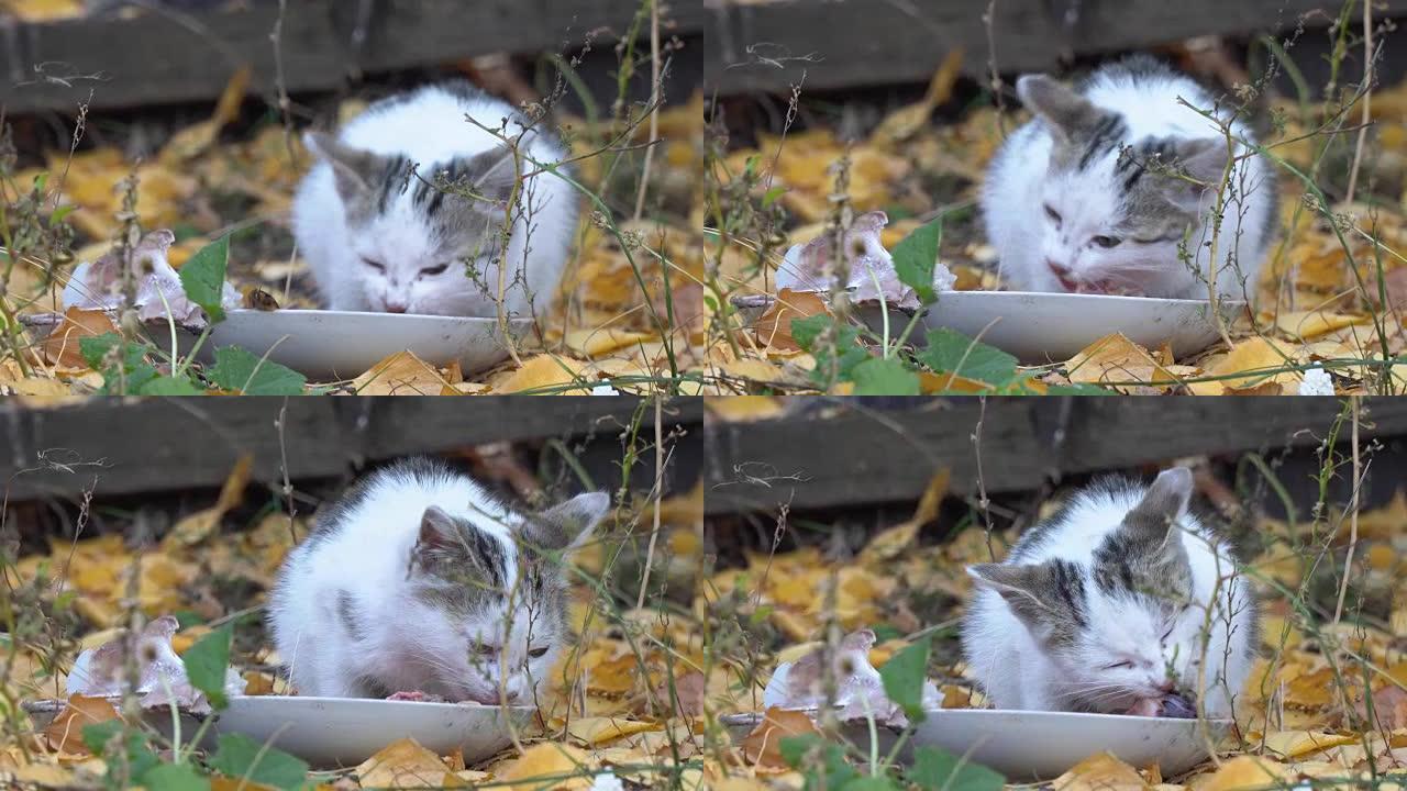 白灰猫吃它的食物