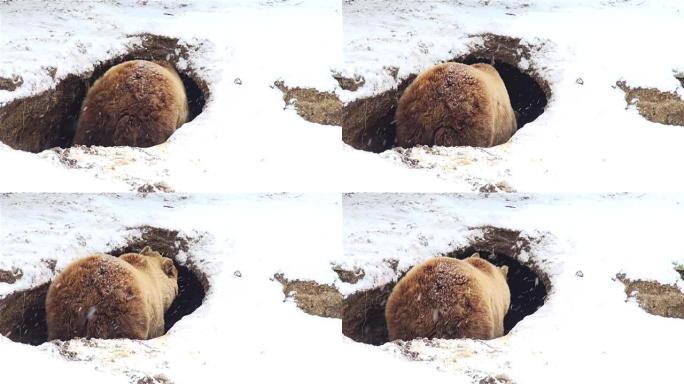 熊在冬天挖了一个巢穴