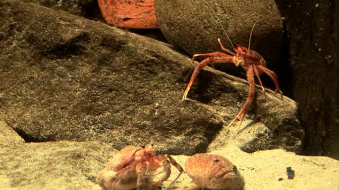 甲壳类动物-小龙虾、虾、磷虾
