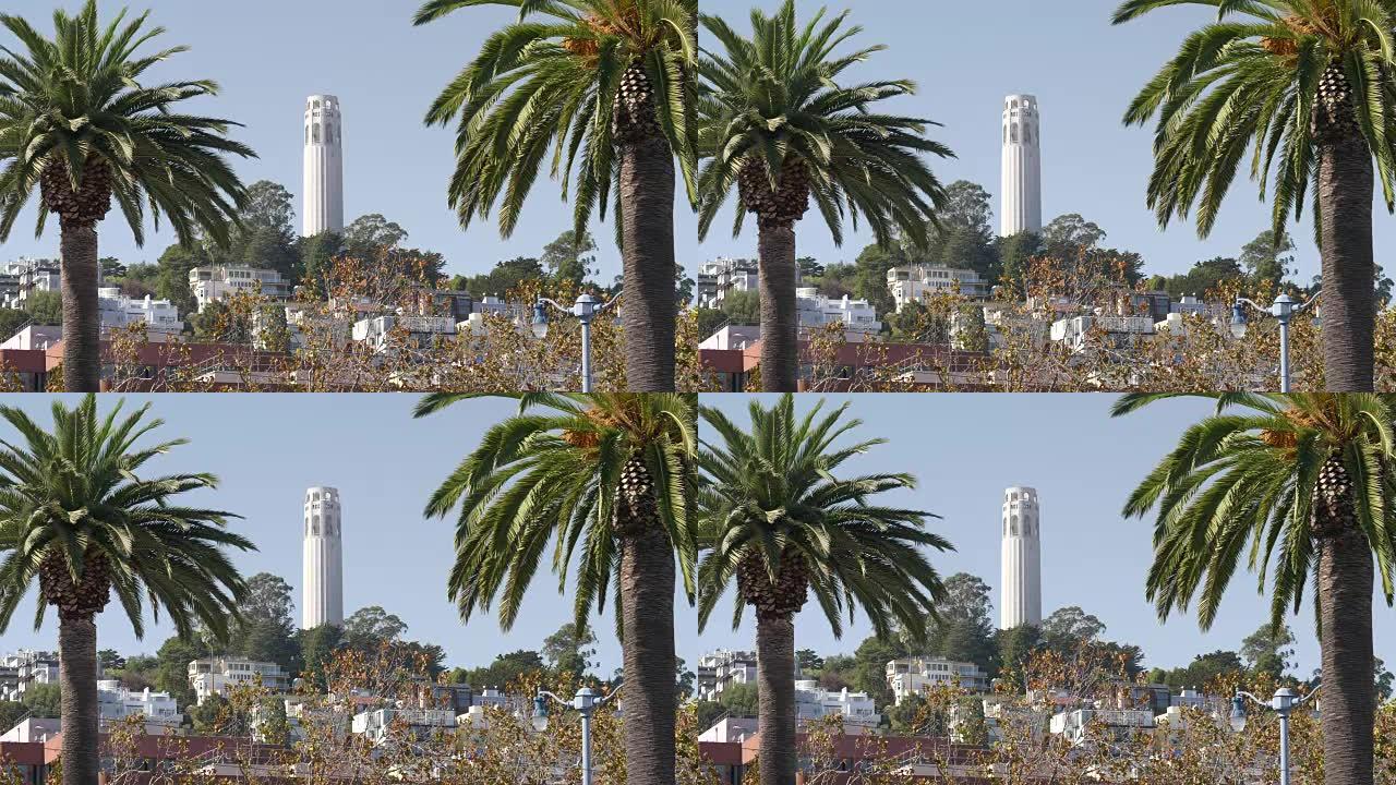 旧金山的棕榈树构架的coit塔