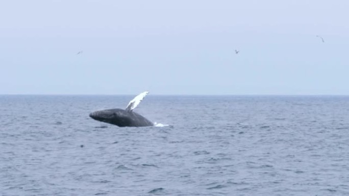 在美国加利福尼亚州蒙特雷湾突破座头鲸