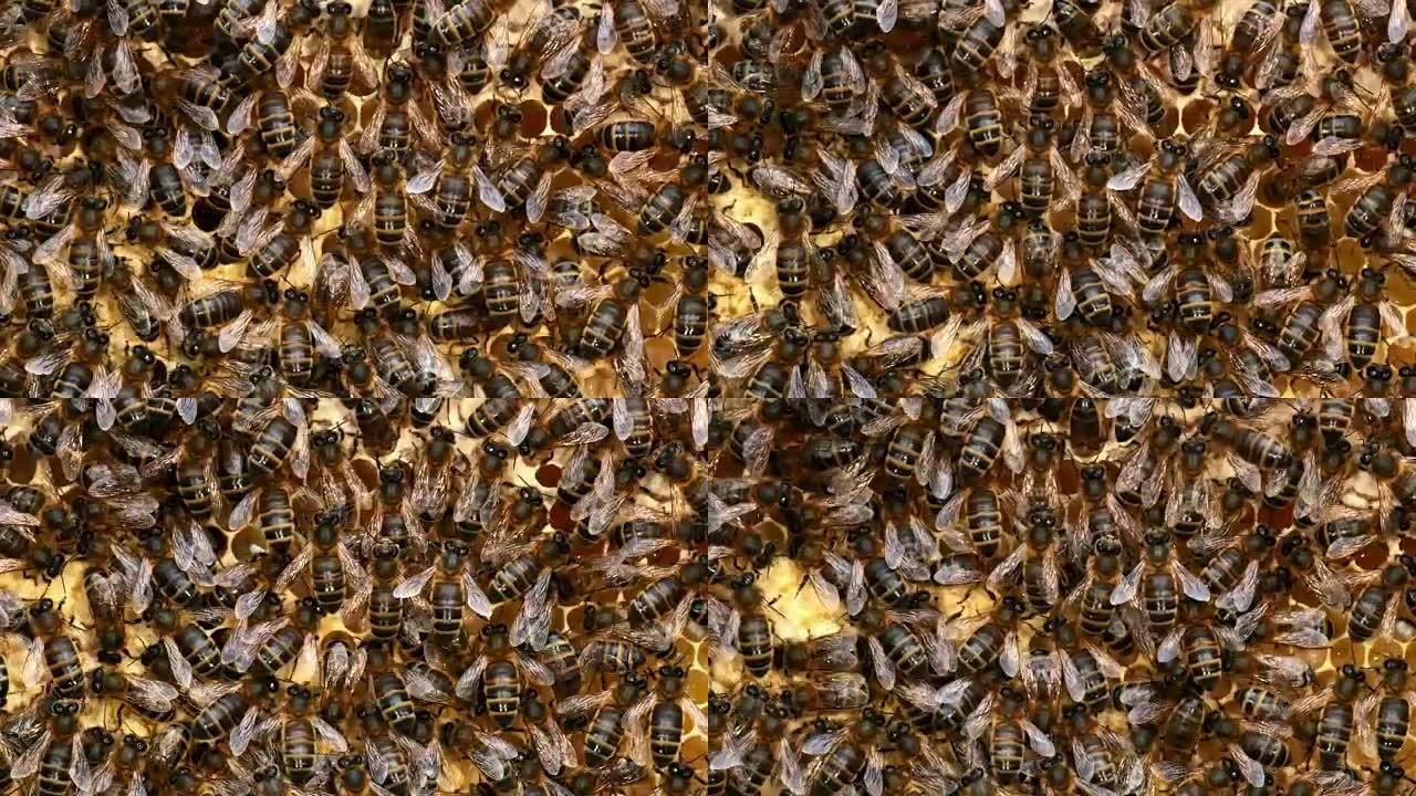 欧洲蜜蜂，蜜蜂，育雏框上的黑蜜蜂，诺曼底的蜂巢，实时4K