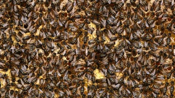 欧洲蜜蜂，蜜蜂，育雏框上的黑蜜蜂，诺曼底的蜂巢，实时4K