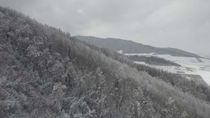 春雪 大通 风景 大山 树木 雪