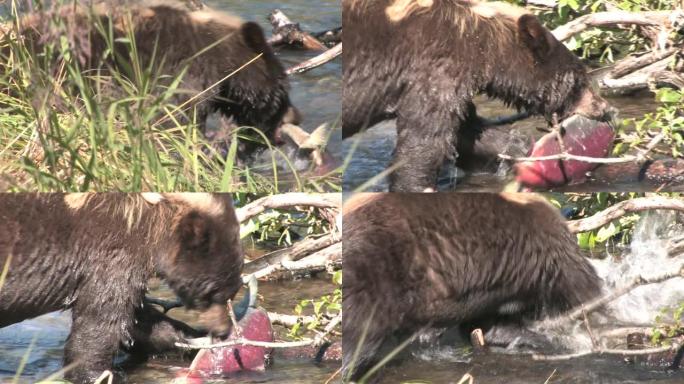 棕熊以红鲑鱼为食