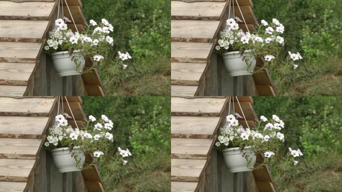 悬挂花盆，配白色矮牵牛花 (矮牵牛)。花盆中的白色牵牛花。