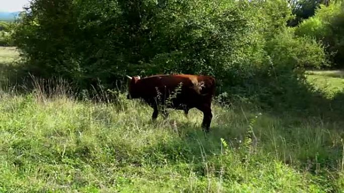 年轻的公牛在农场里走过