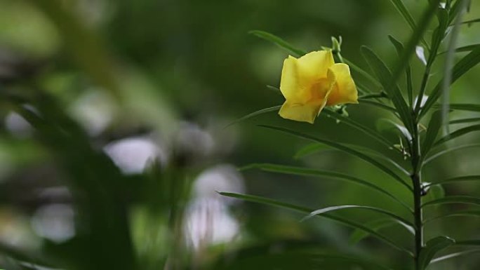 喇叭花，黄色Campanilla，黄色夹竹桃，自然光下的幸运坚果