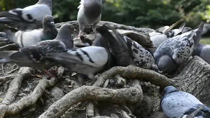 鸽子吃面包屑放在切割的树干上