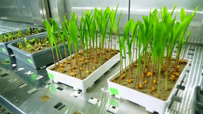 在现代智能实验室中，在一个特殊房间的架子上的小盒子中，在土壤中生长的绿色幼芽。生长各种谷物的发芽种子