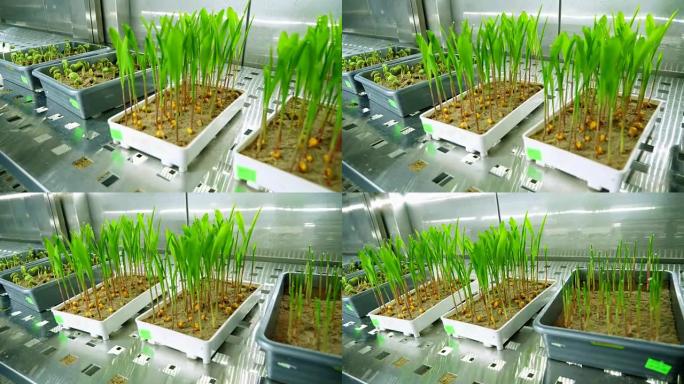 在现代智能实验室中，在一个特殊房间的架子上的小盒子中，在土壤中生长的绿色幼芽。生长各种谷物的发芽种子