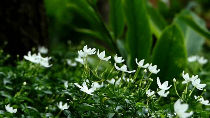 温暖阳光下的白色茉莉花