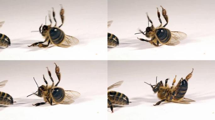 欧洲蜜蜂，apis mellifera，白色背景上的黑蜜蜂试图转身，诺曼底，实时4K