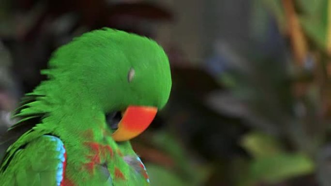 一只绿色的雄性eclectus鹦鹉的特写