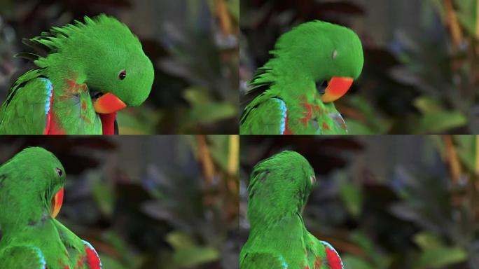 一只绿色的雄性eclectus鹦鹉的特写