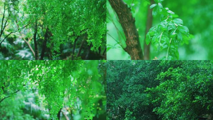 4k写意自然风光梅雨季雨水天气变化