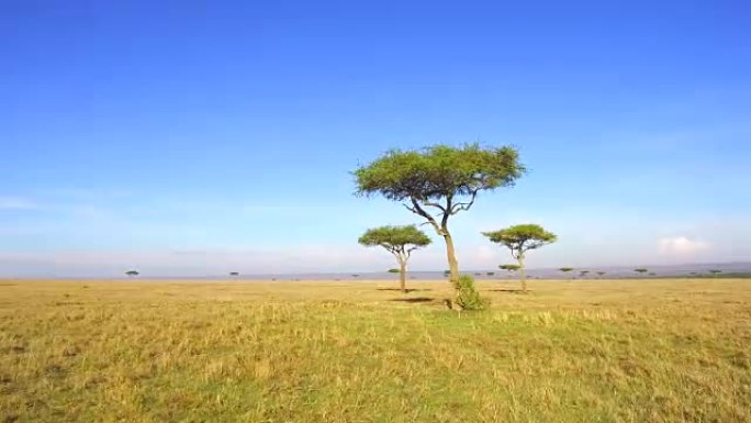 非洲热带稀树草原的相思树
