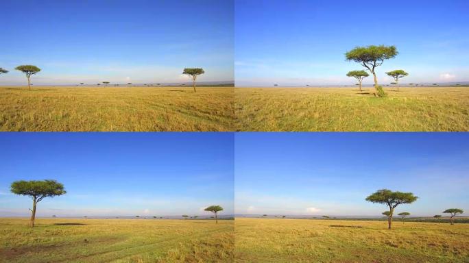 非洲热带稀树草原的相思树