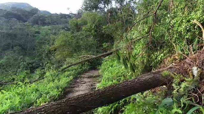 2018年9月16日在中国超级台风山竹后，在山上连根拔起的树块远足径