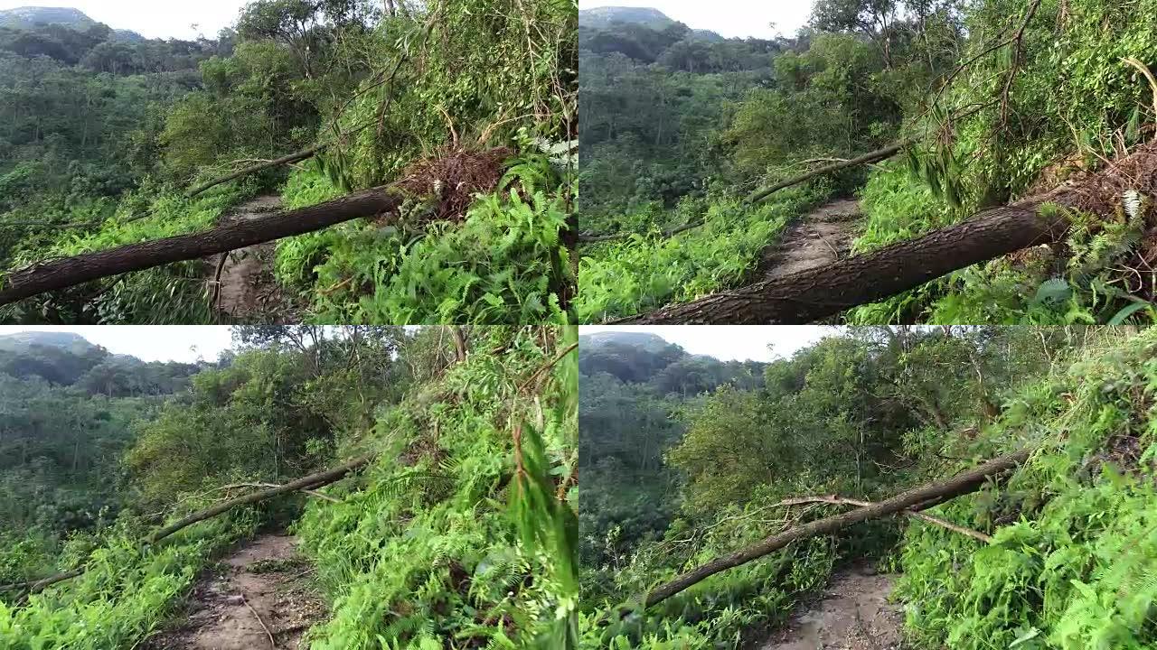 2018年9月16日在中国超级台风山竹后，在山上连根拔起的树块远足径