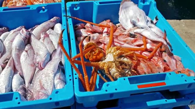 蓝色塑料容器，捕获海鱼，虾，牡蛎，鱿鱼，海味。批发商和餐馆的鱼拍卖。布兰斯，西班牙，科斯塔布拉瓦。在