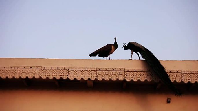 孔雀坐在屋顶上