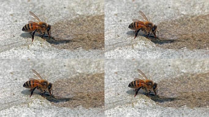 欧洲蜜蜂，蜜蜂，蜜蜂在石头上喝水，诺曼底，实时4K