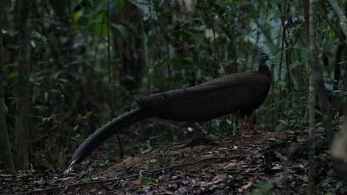 雉鸟: 成年雄性大阿古斯 (Argusianus argus)