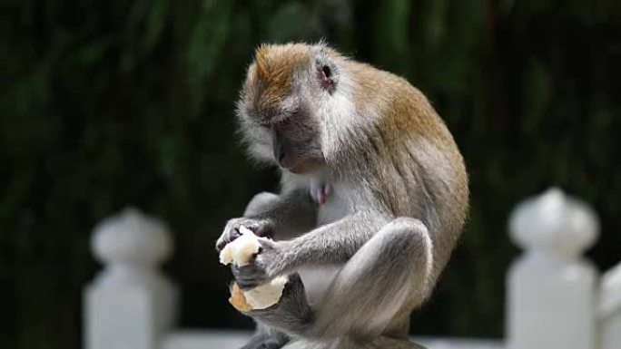 猴子在黑风洞吃面包