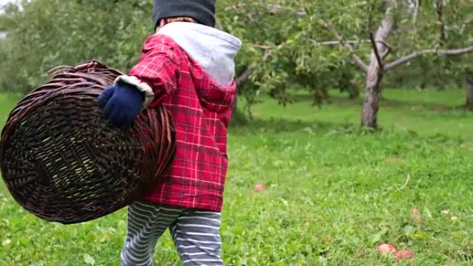 小男孩在加拿大魁北克的乌节采摘苹果并玩乐