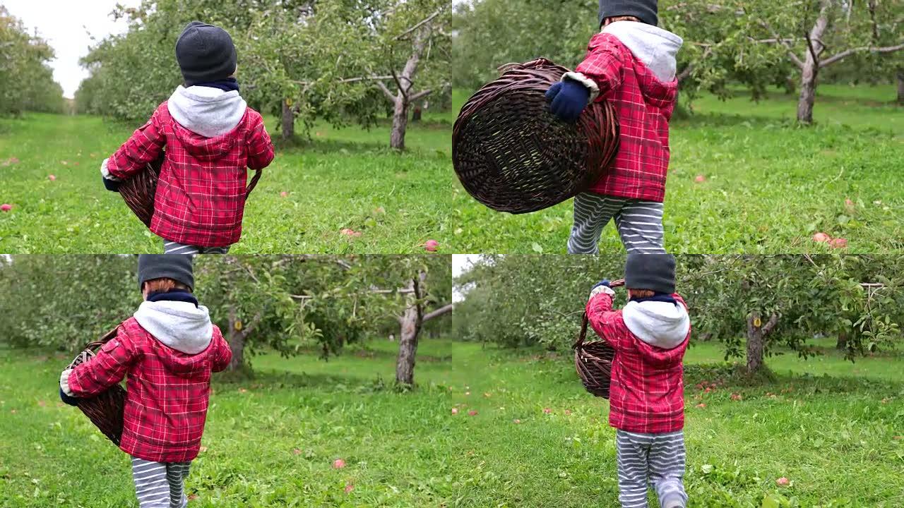 小男孩在加拿大魁北克的乌节采摘苹果并玩乐