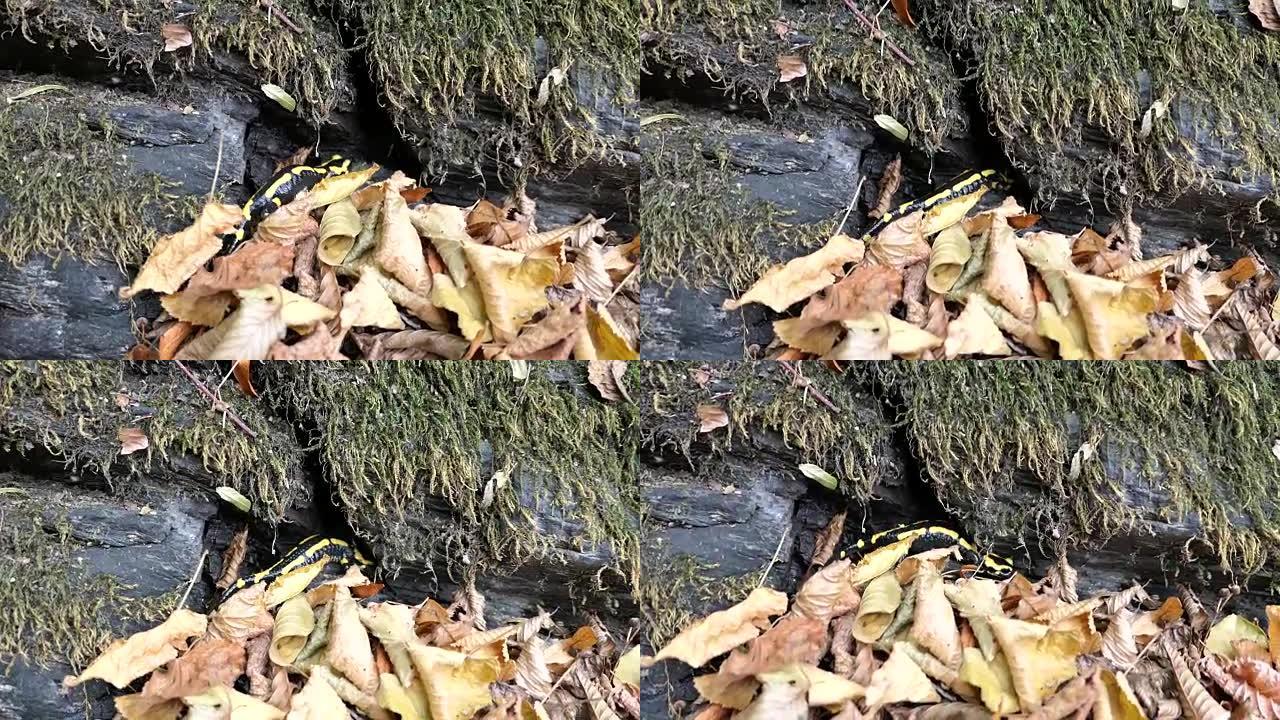 在德国的多特巴克塔尔山谷，火蜥蜴在树叶间游泳和爬行。摩泽尔河山谷。
