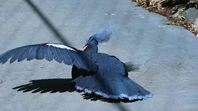 南部加冕的鸽子张开翅膀