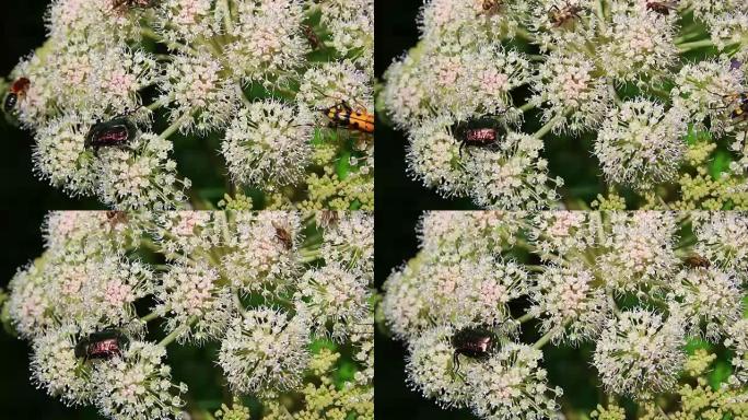 不同种类的昆虫给白花授粉