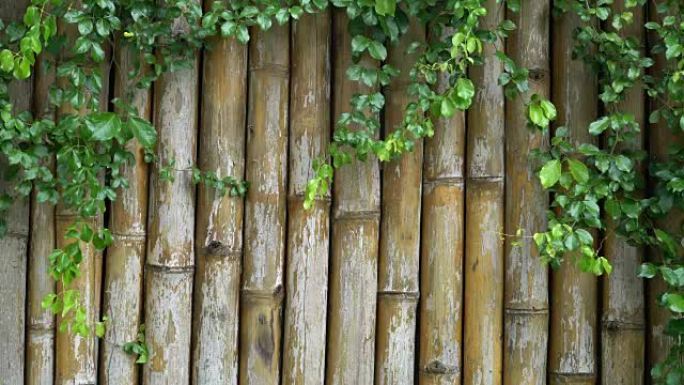竹栅栏背景。