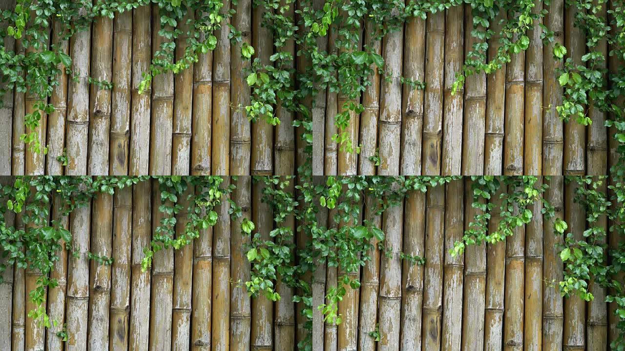 竹栅栏背景。