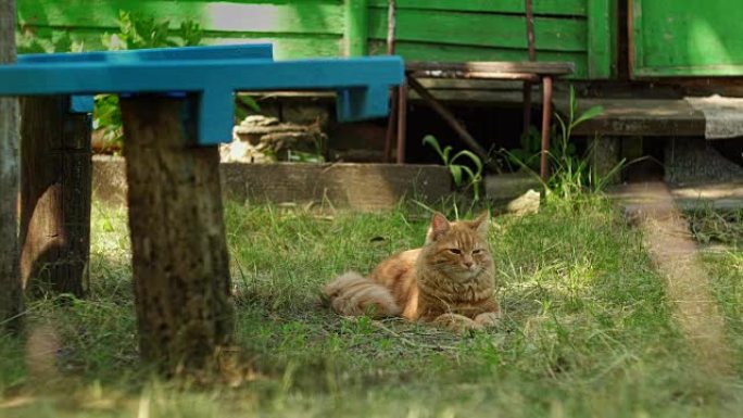 姜猫躺在避暑别墅附近的草地上