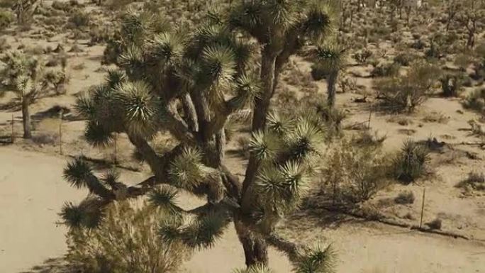 在沙漠中的约书亚树周围飞行