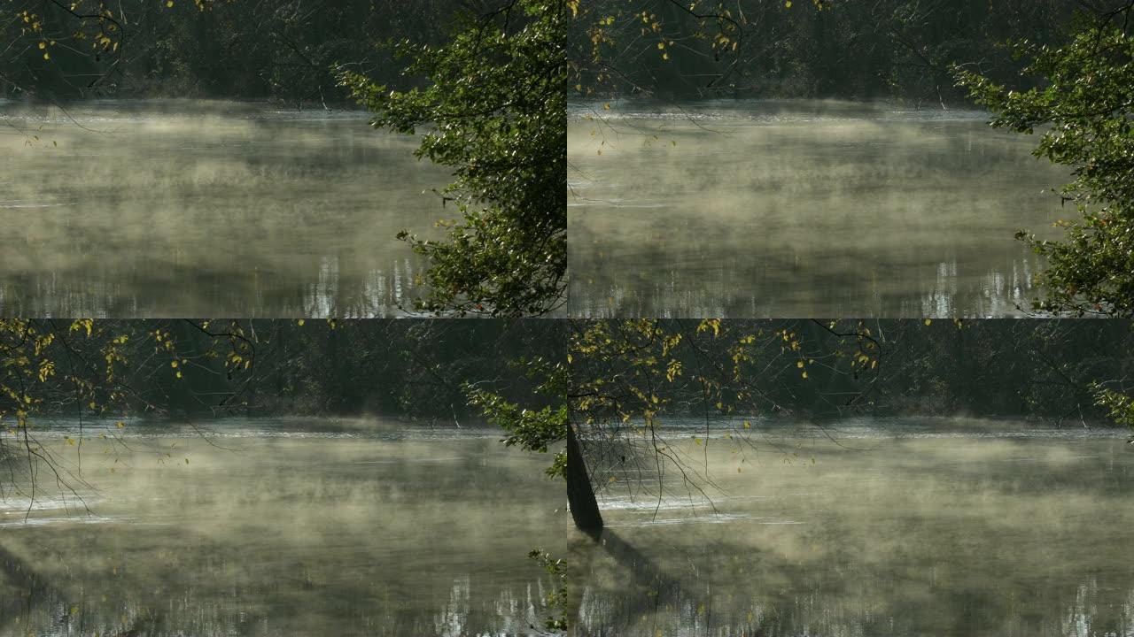 河雾冬青树