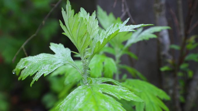 谷雨艾草嫩芽发芽雨滴露水艾叶特写艾叶介绍