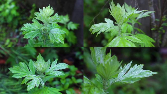 谷雨艾草嫩芽发芽雨滴露水艾叶特写艾叶介绍