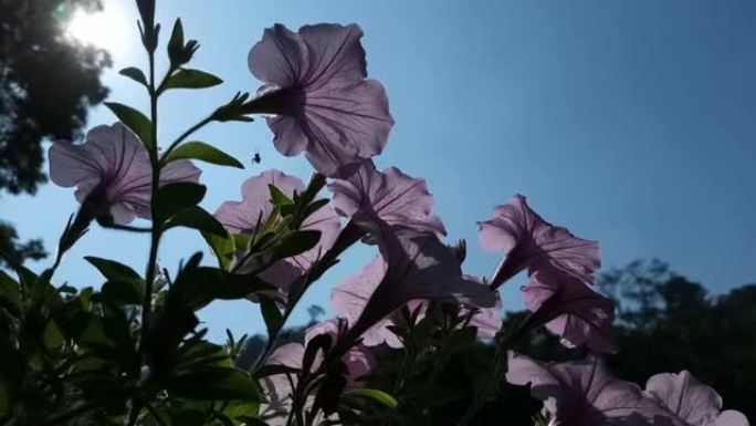 Ruellia tuberosa花，墨西哥矮牵牛花在花园里