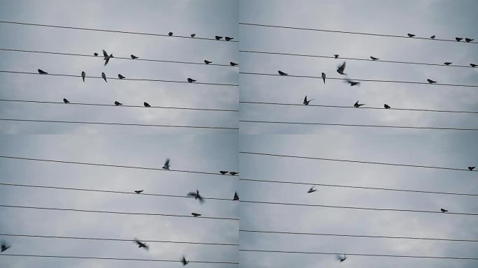 电线上的鸟燕子雨燕休息休憩驻足飞翔