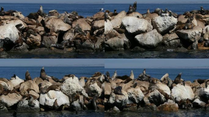美国加利福尼亚州蒙特雷湾的海狮