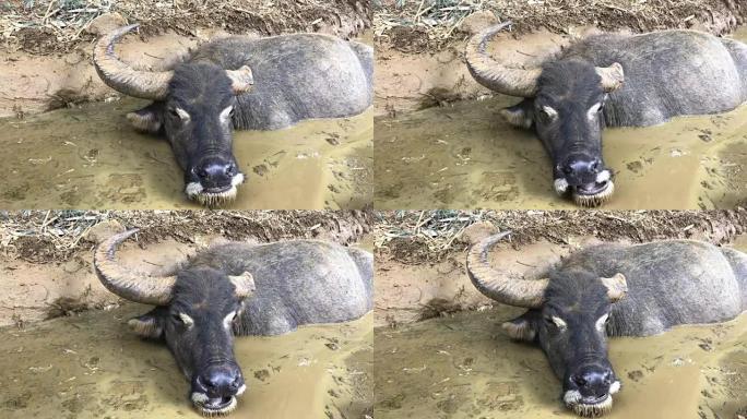 一头水牛躺在泥巴上