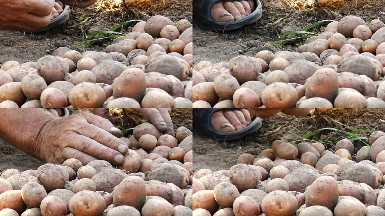 收获红皮土豆